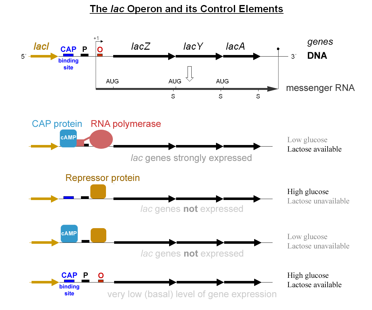 Lac operon showing promoter, operator, lacZ, lacY, lacA genes with CAP-cAMP activation