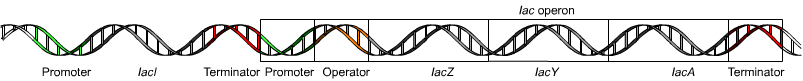 Generic operon model with regulator, promoter, operator, and structural genes