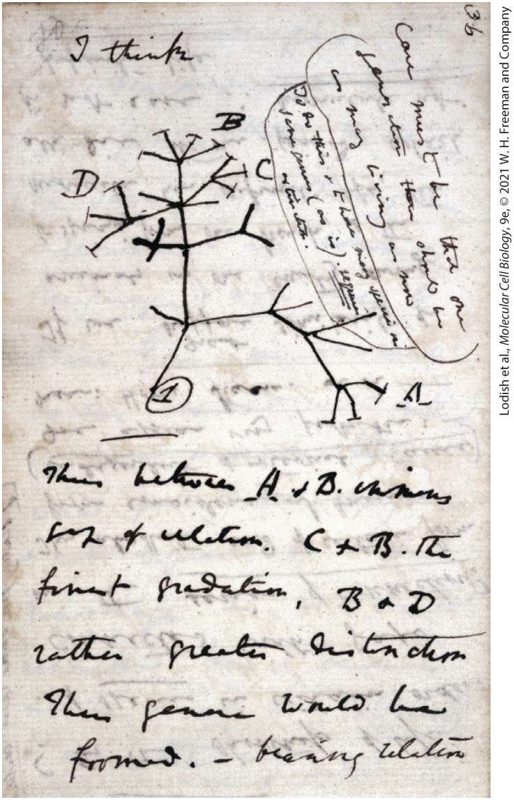 Ch 1 fig (p. 153)