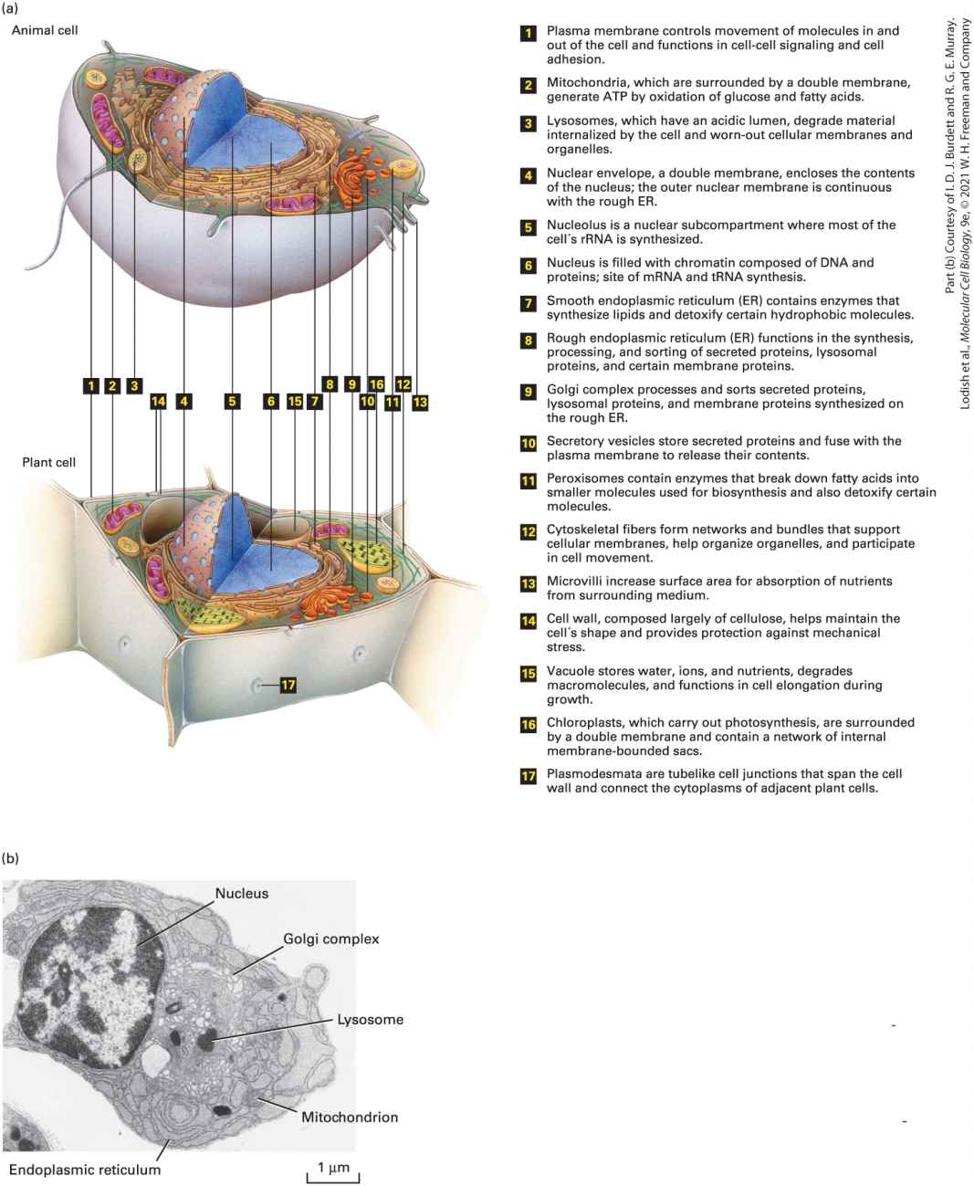 Ch 1 fig (p. 187)