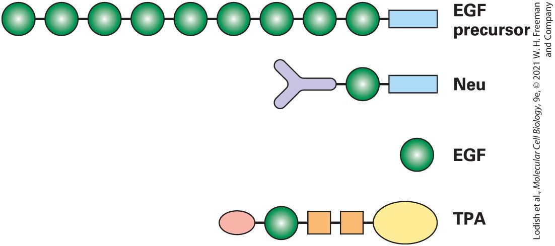 Ch 3 fig (p. 450)