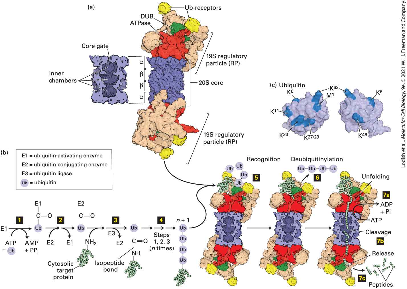 Ch 3 fig (p. 546)
