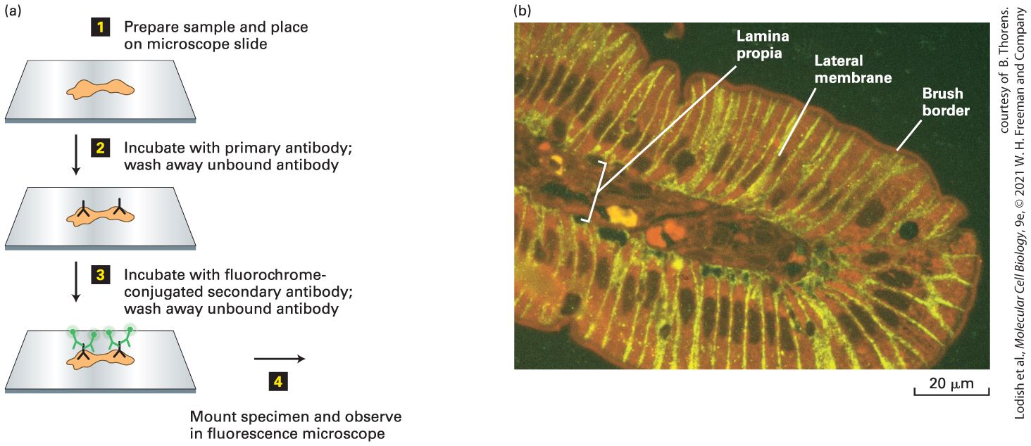 Ch 4 fig (p. 717)
