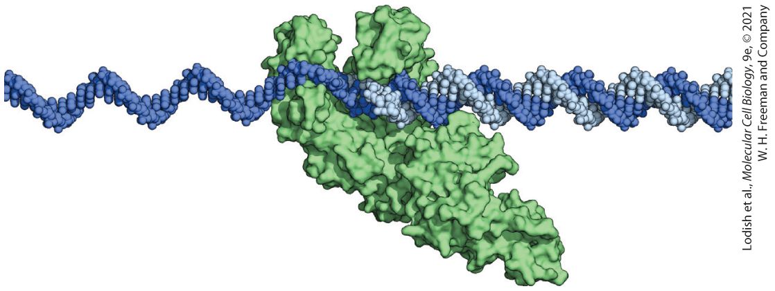 Ch 5 fig (p. 796)
