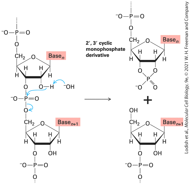 Ch 5 fig (p. 816)