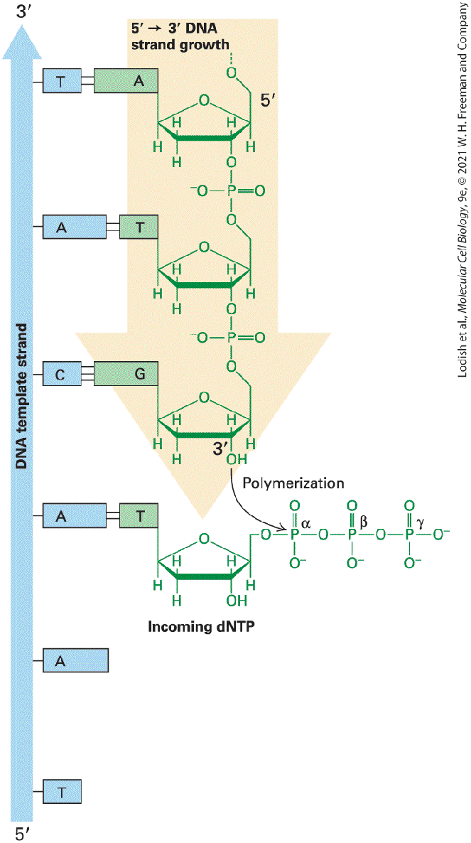 Ch 5 fig (p. 827)