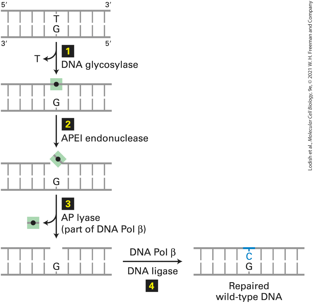 Ch 5 fig (p. 850)