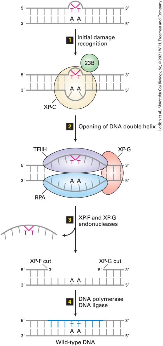 Ch 5 fig (p. 857)