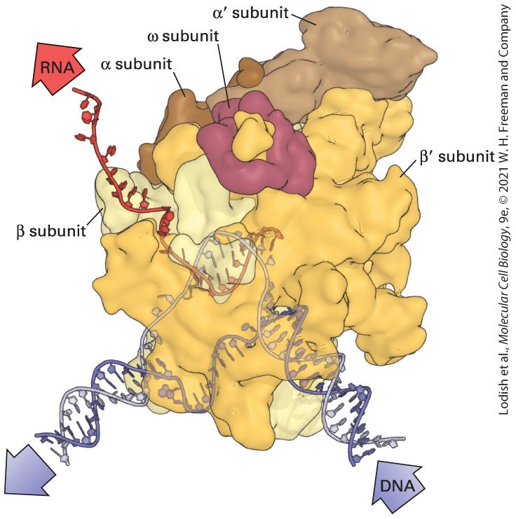 Ch 5 fig (p. 885)