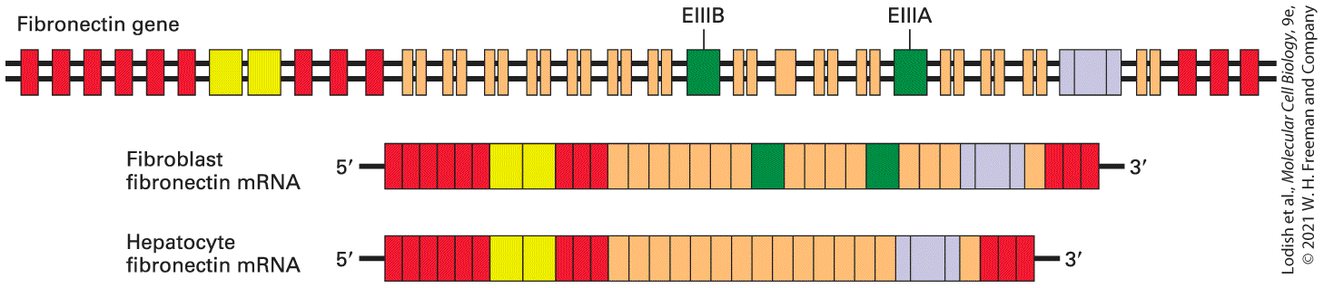 Ch 5 fig (p. 894)