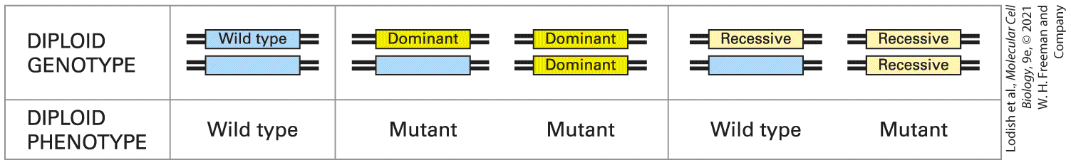 Ch 6 fig (p. 983)