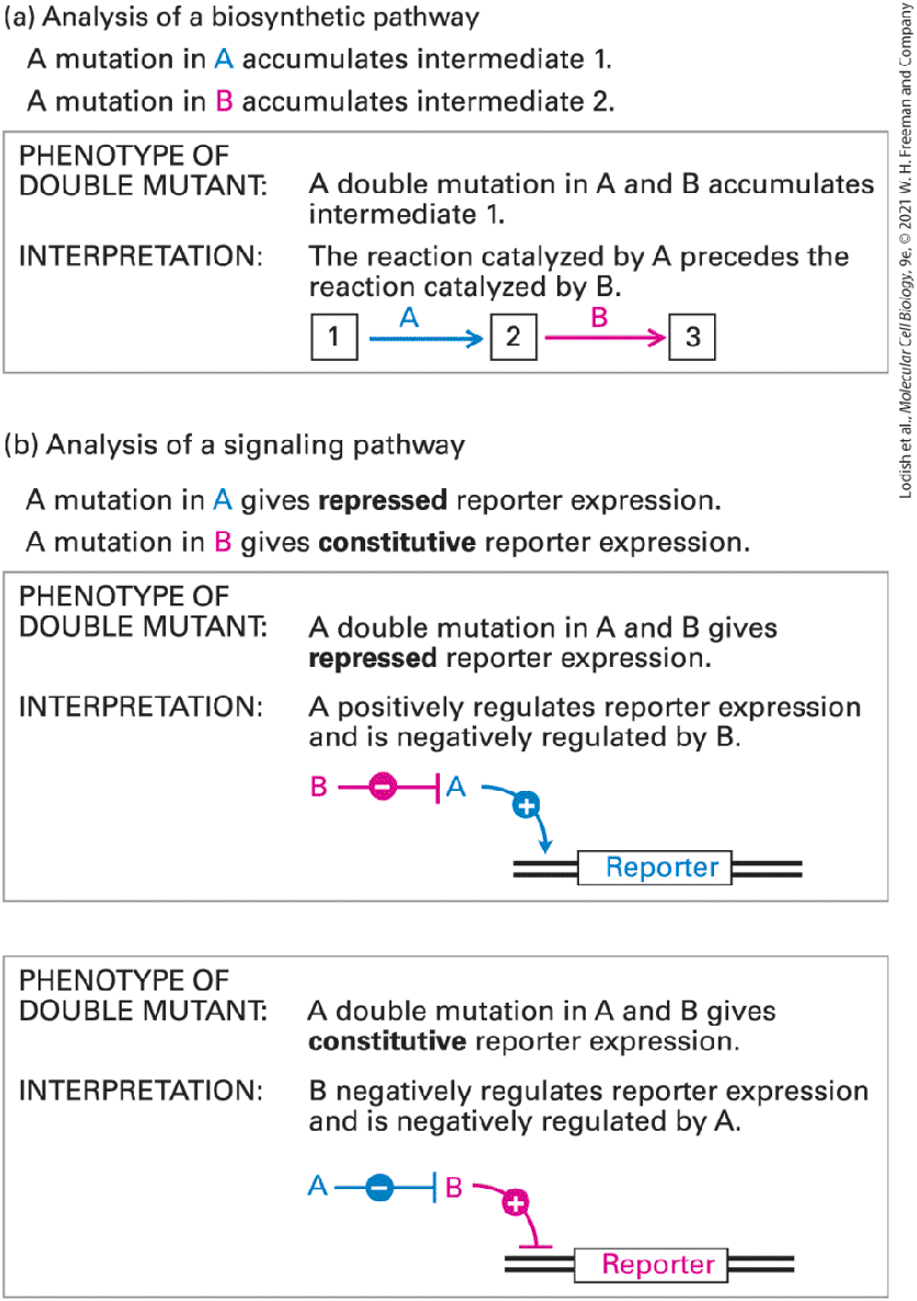 Ch 6 fig (p. 1006)