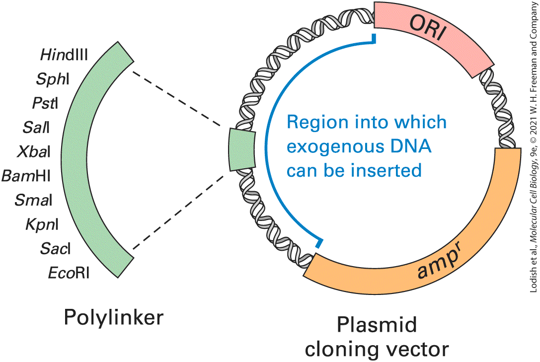 Ch 6 fig (p. 1026)