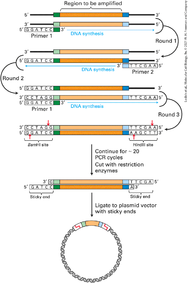 Ch 6 fig (p. 1048)