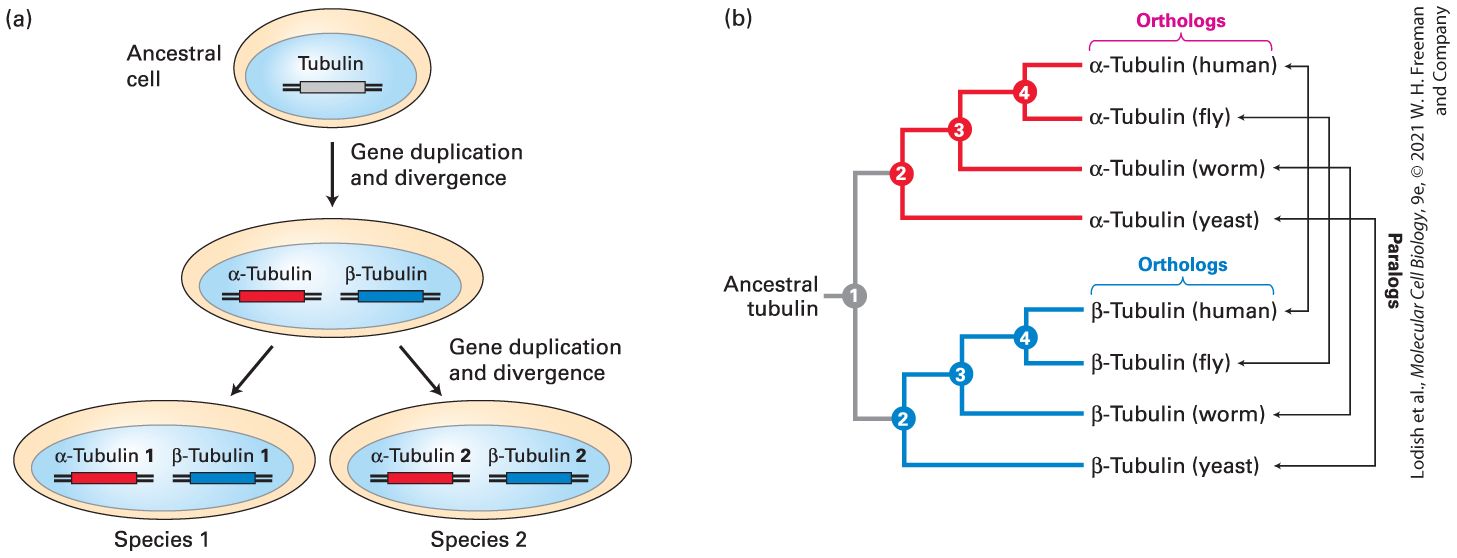 Ch 6 fig (p. 1071)