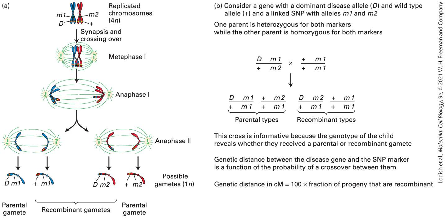 Ch 6 figure