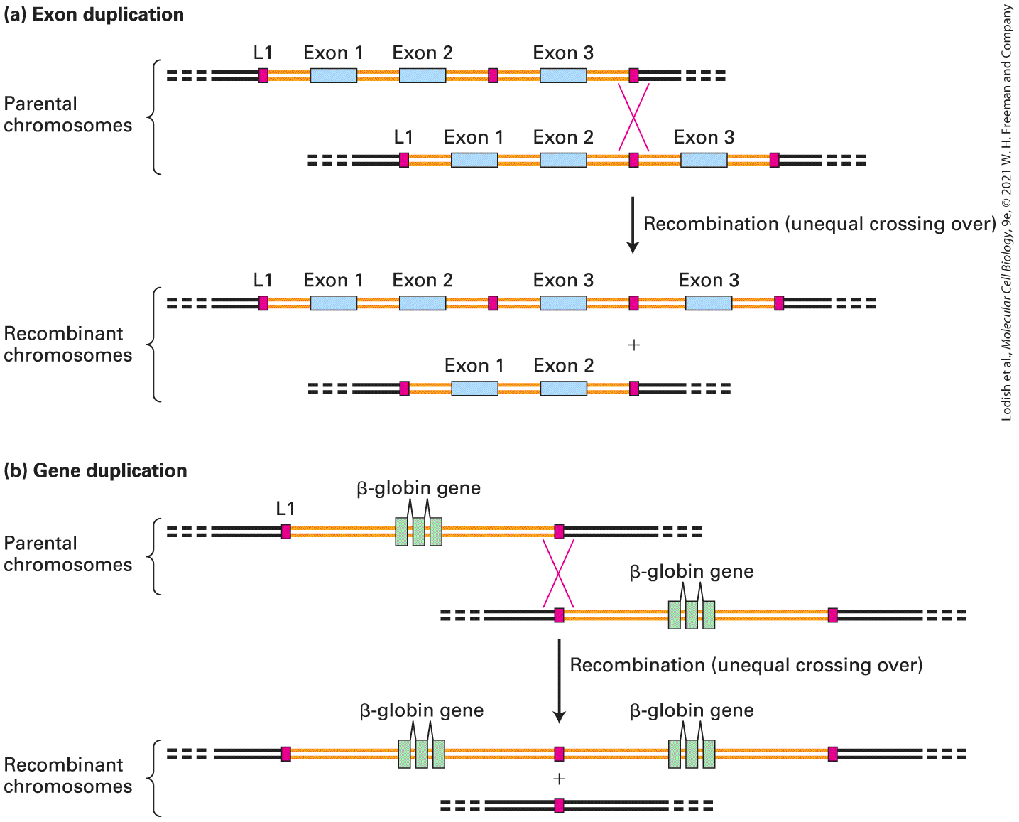 Ch 7 fig (p. 1177)