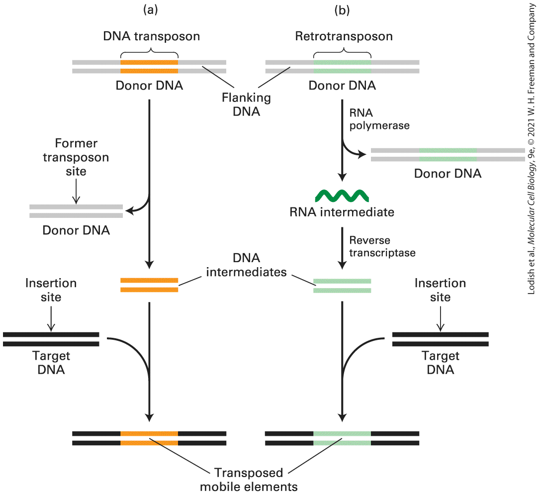 Ch 7 fig (p. 1213)