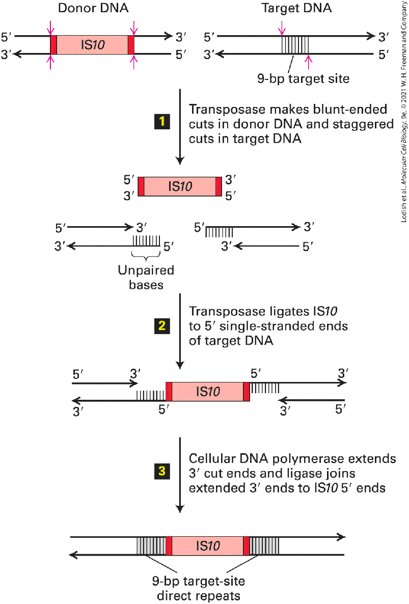 Ch 7 fig (p. 1219)