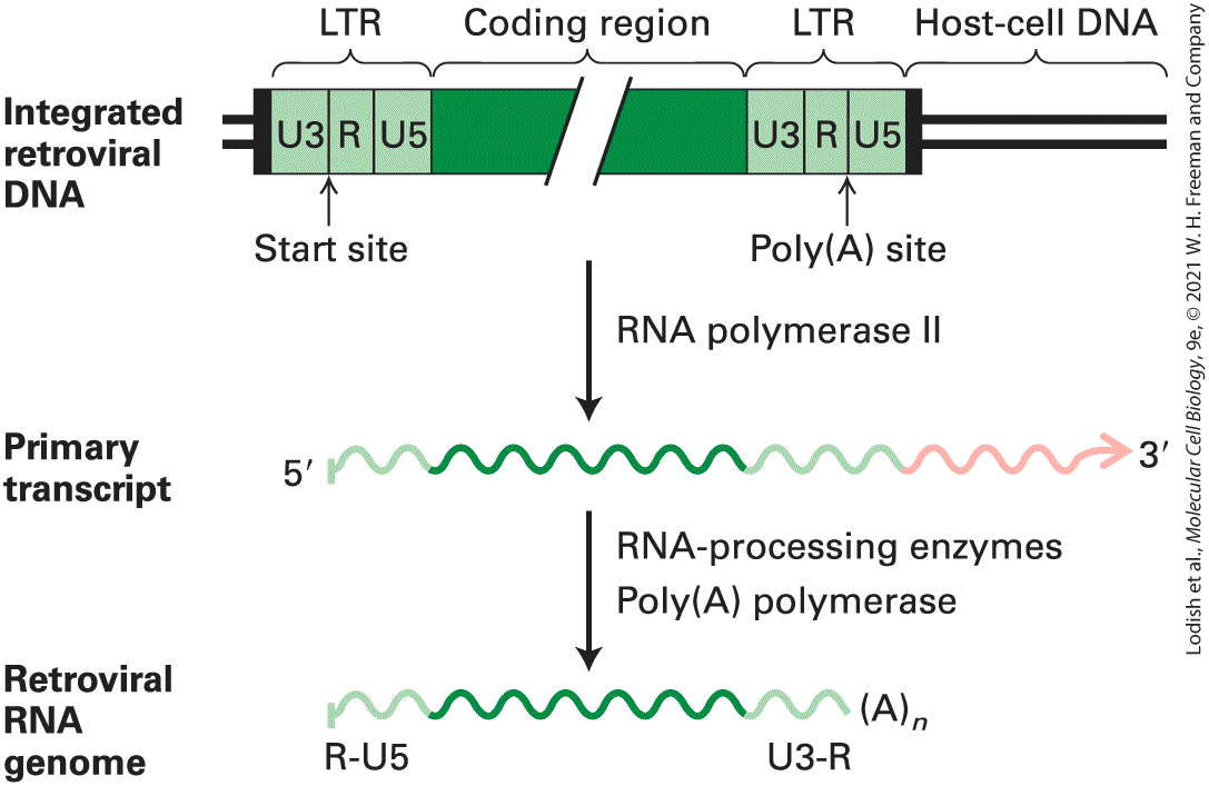 Ch 7 fig (p. 1226)
