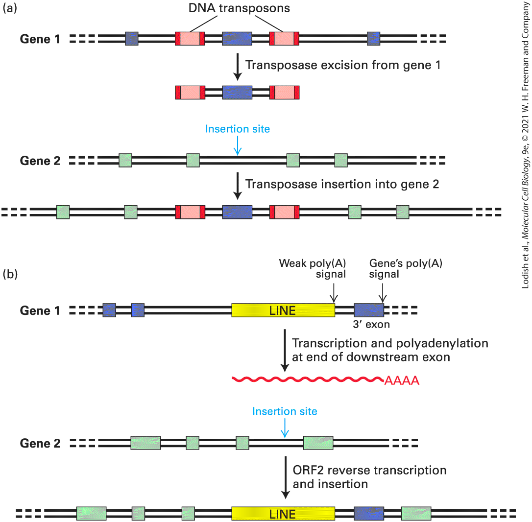 Ch 7 fig (p. 1246)