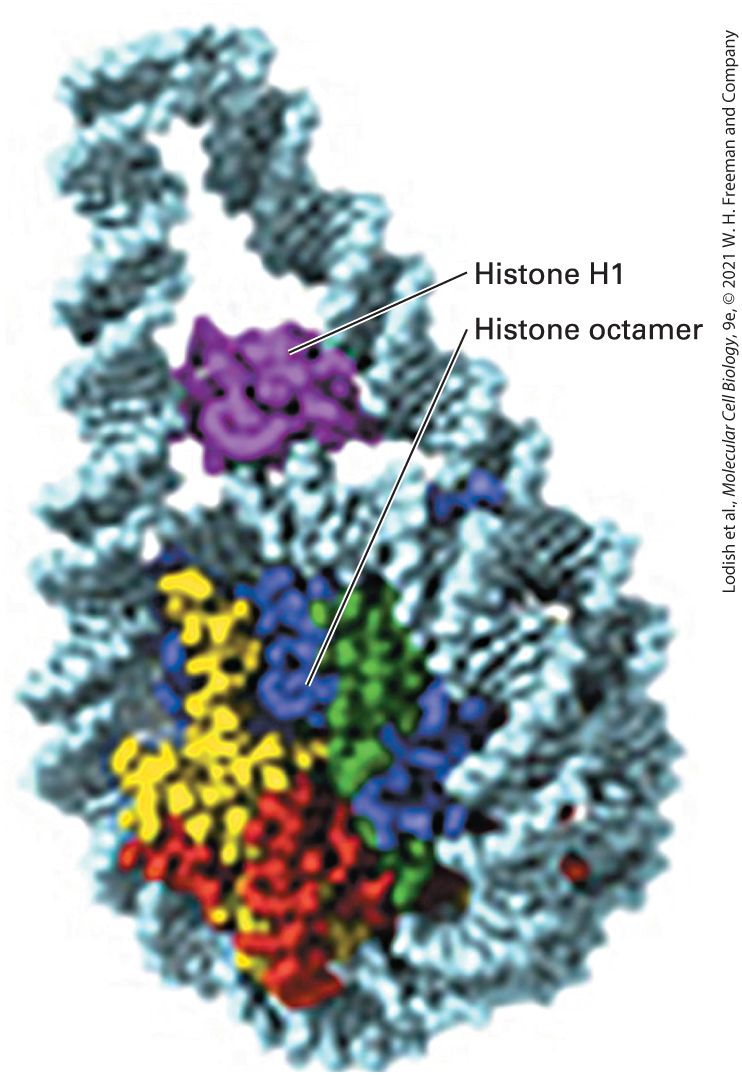 Ch 7 fig (p. 1254)