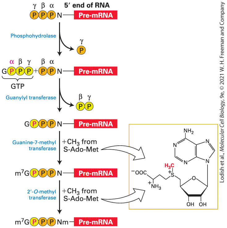Ch 9 fig (p. 1561)