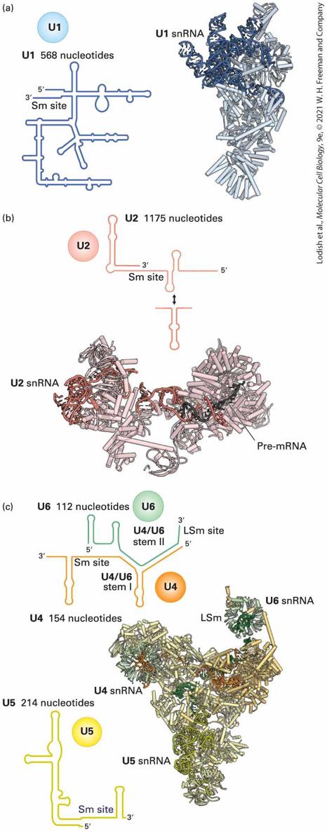 Ch 9 fig (p. 1583)