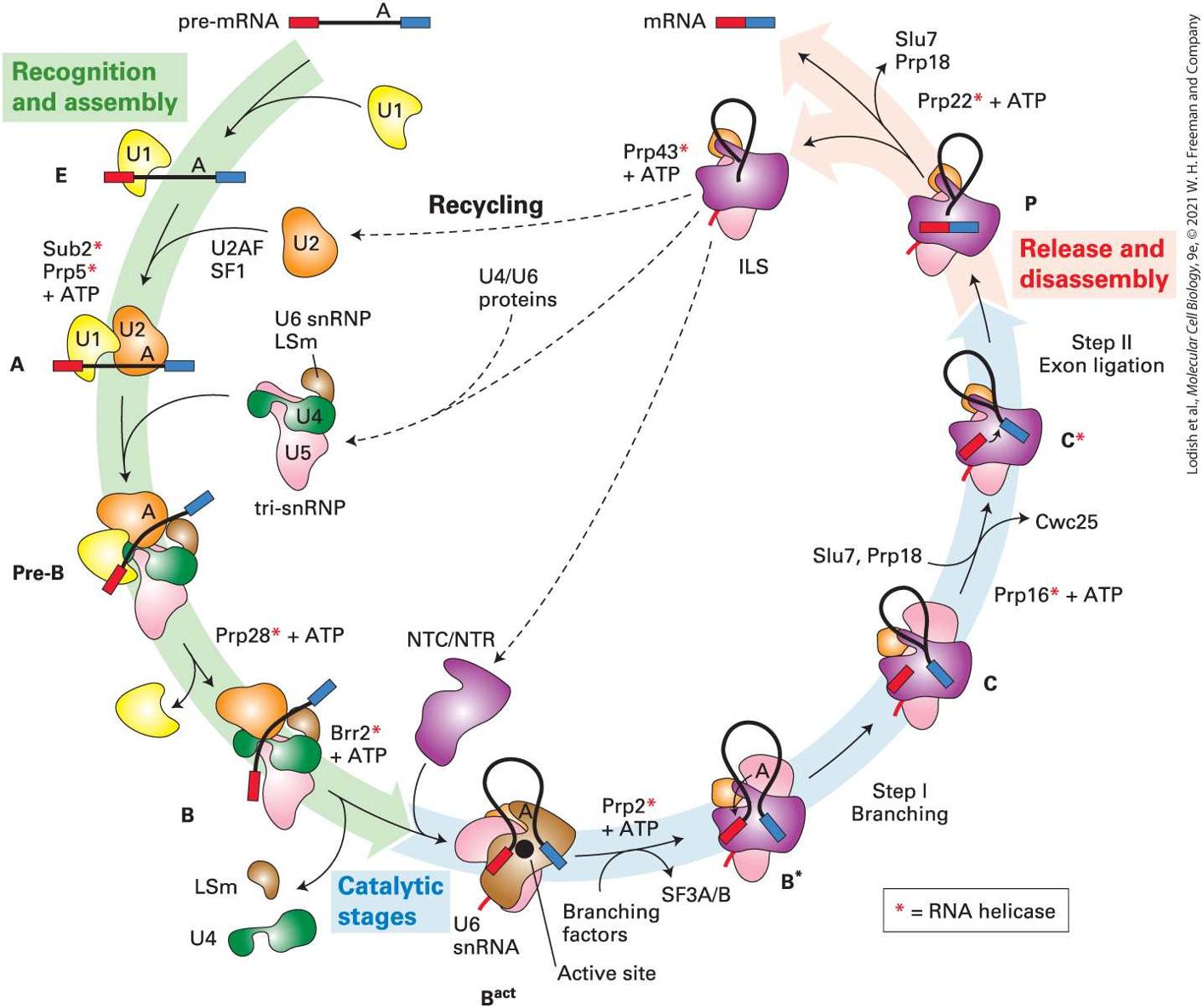 Ch 9 fig (p. 1589)