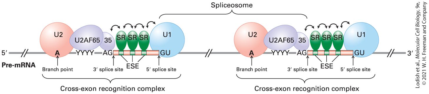 Ch 9 fig (p. 1608)