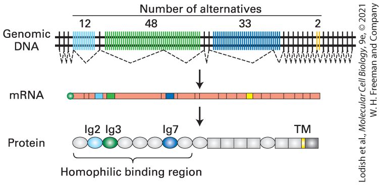 Ch 9 fig (p. 1623)