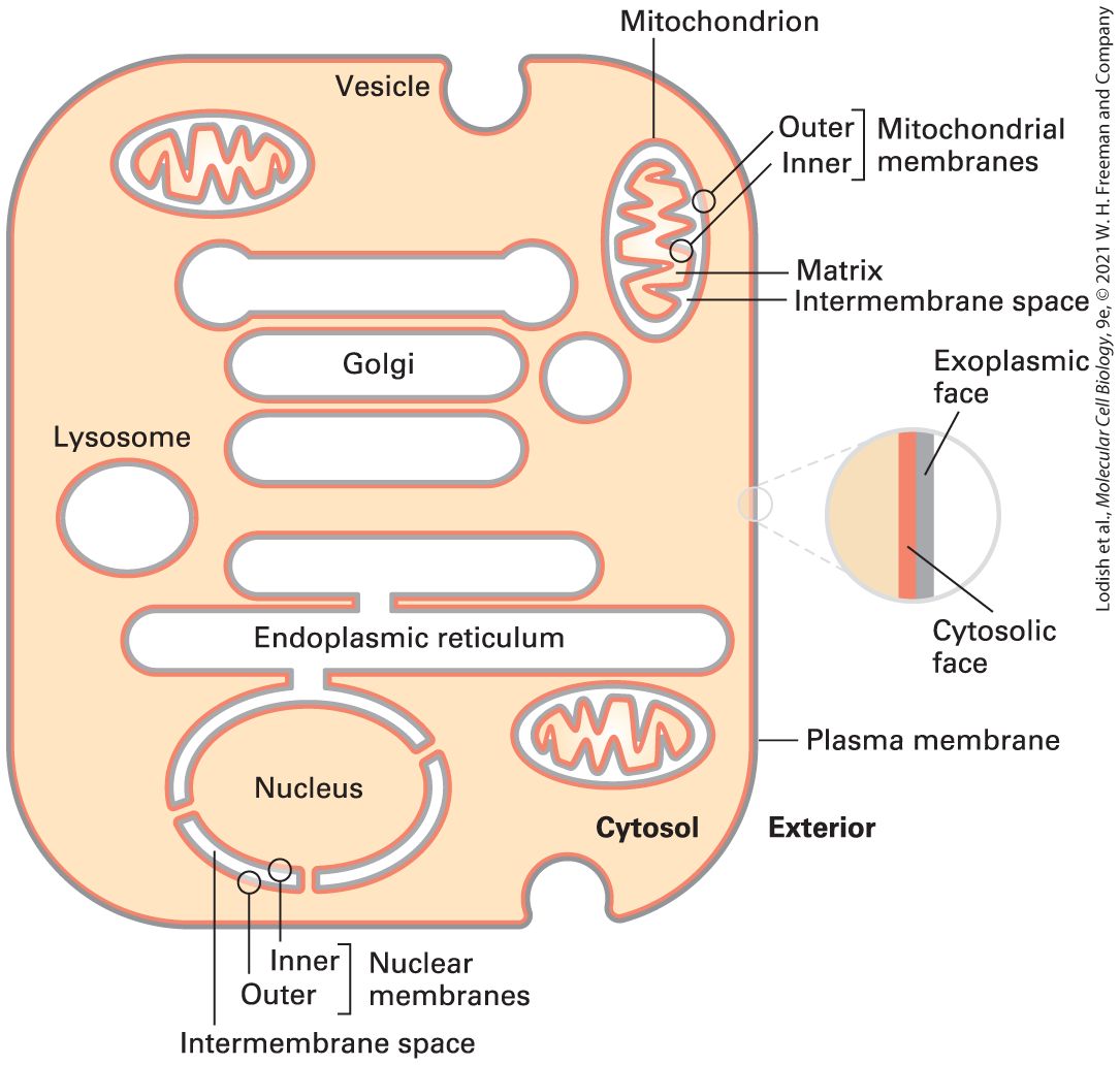 Ch 10 fig (p. 1769)