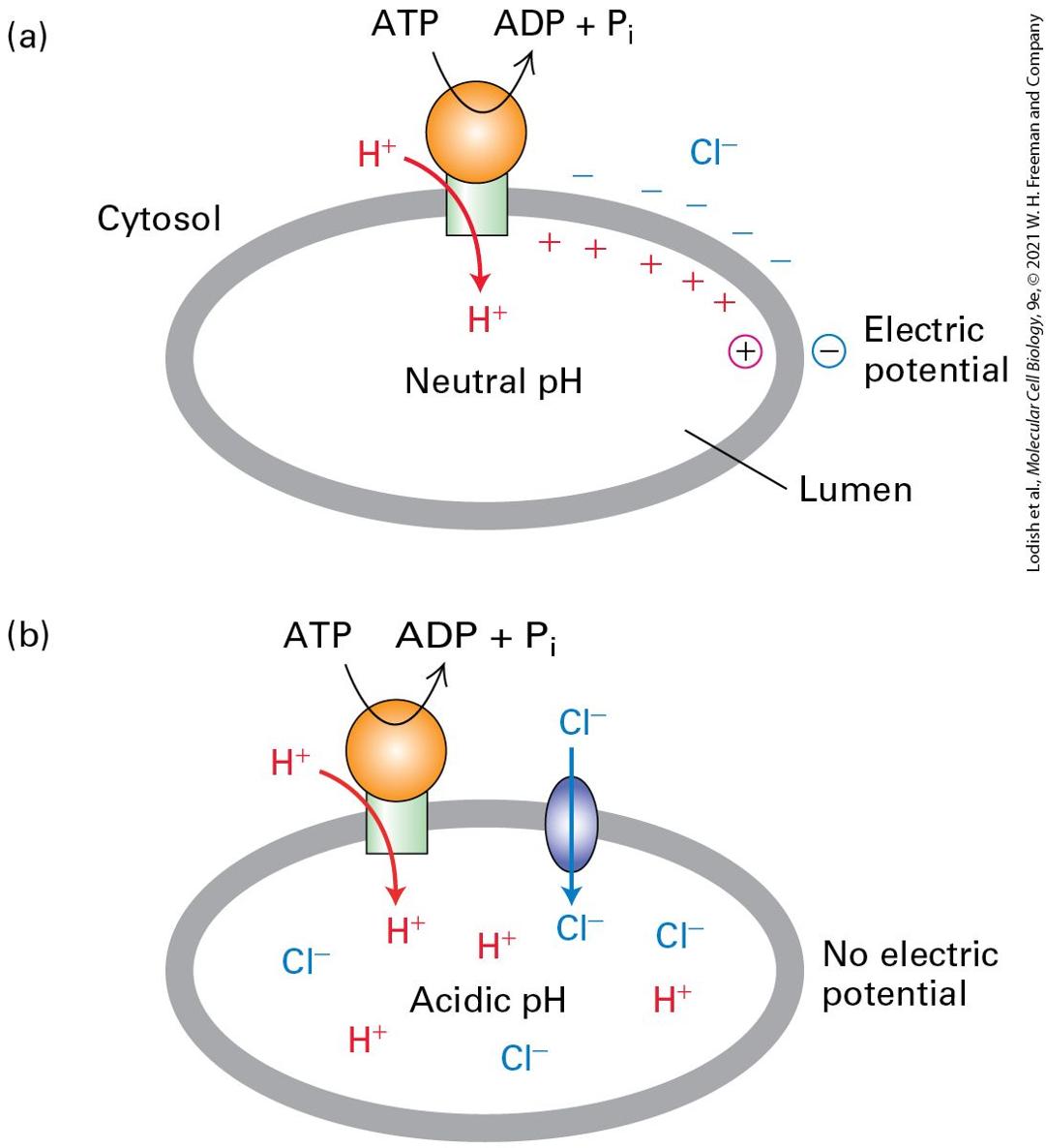 Ch 11 fig (p. 1920)