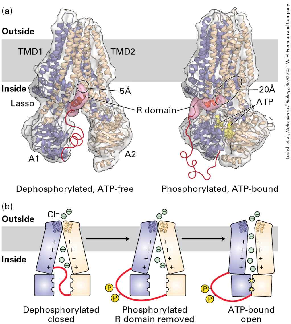 Ch 11 fig (p. 1941)