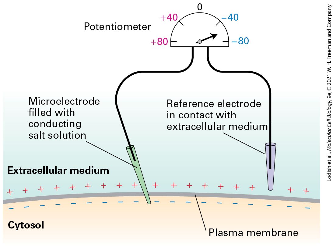 Ch 11 fig (p. 1956)