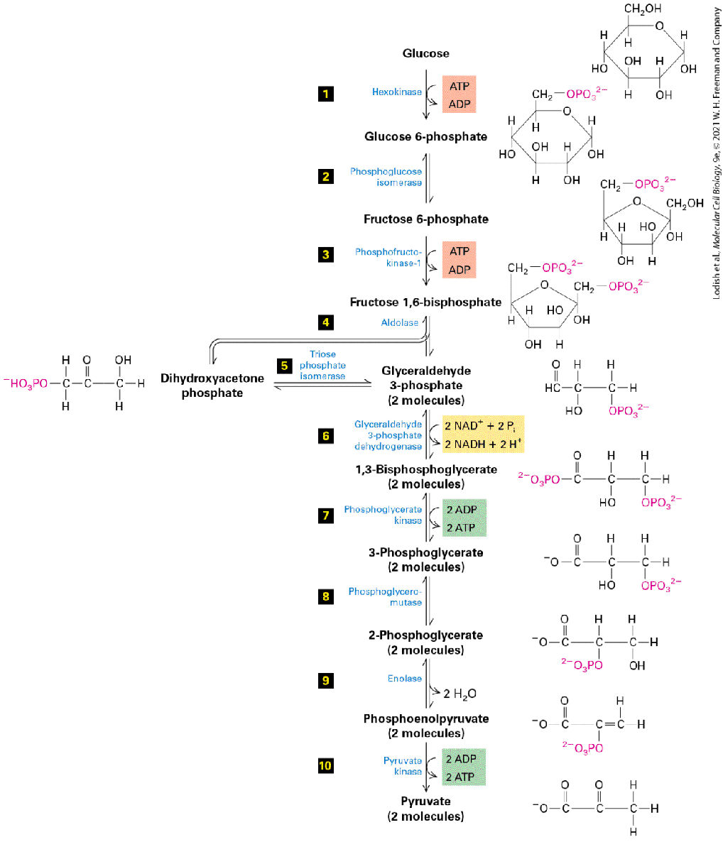Ch 12 fig (p. 2032)