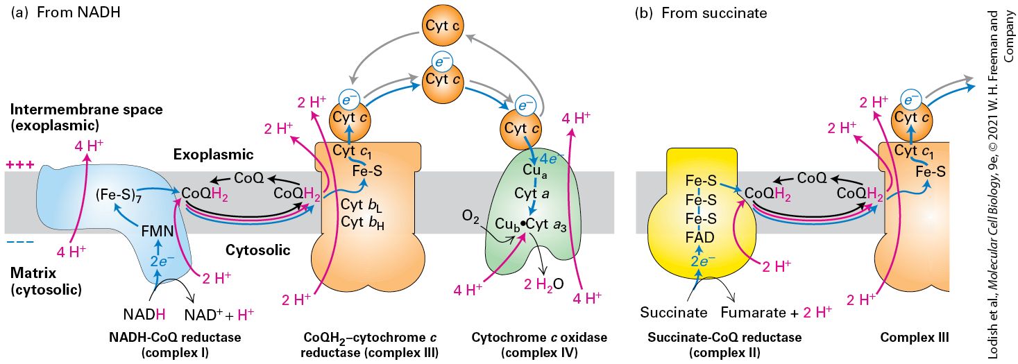 Ch 12 fig (p. 2118)