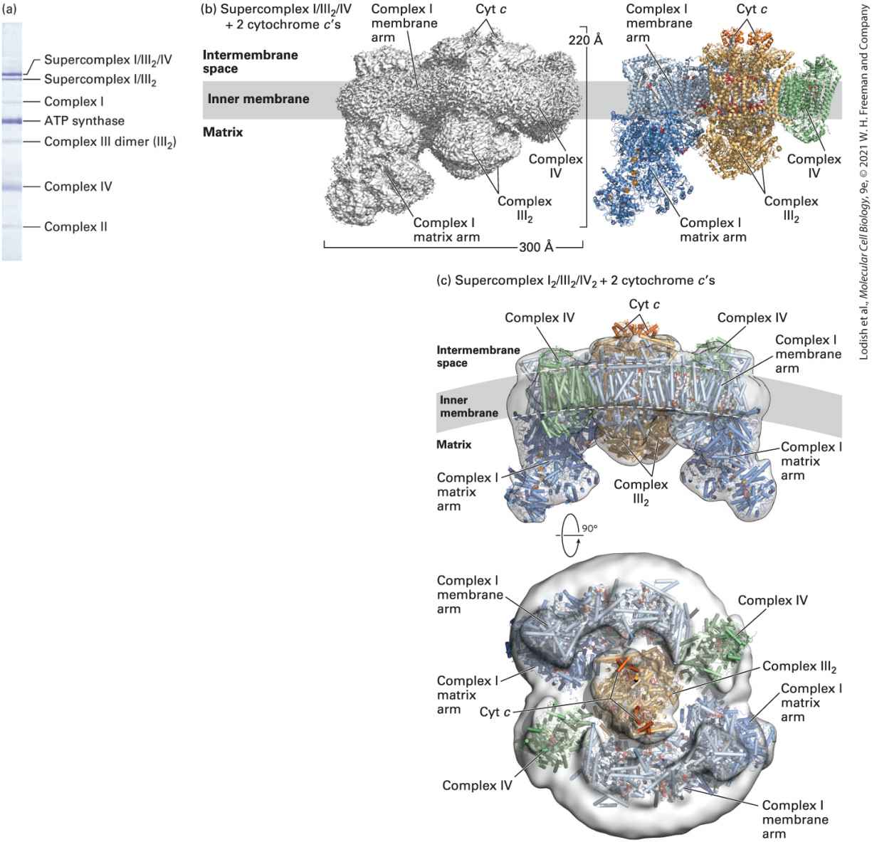 Ch 12 fig (p. 2136)