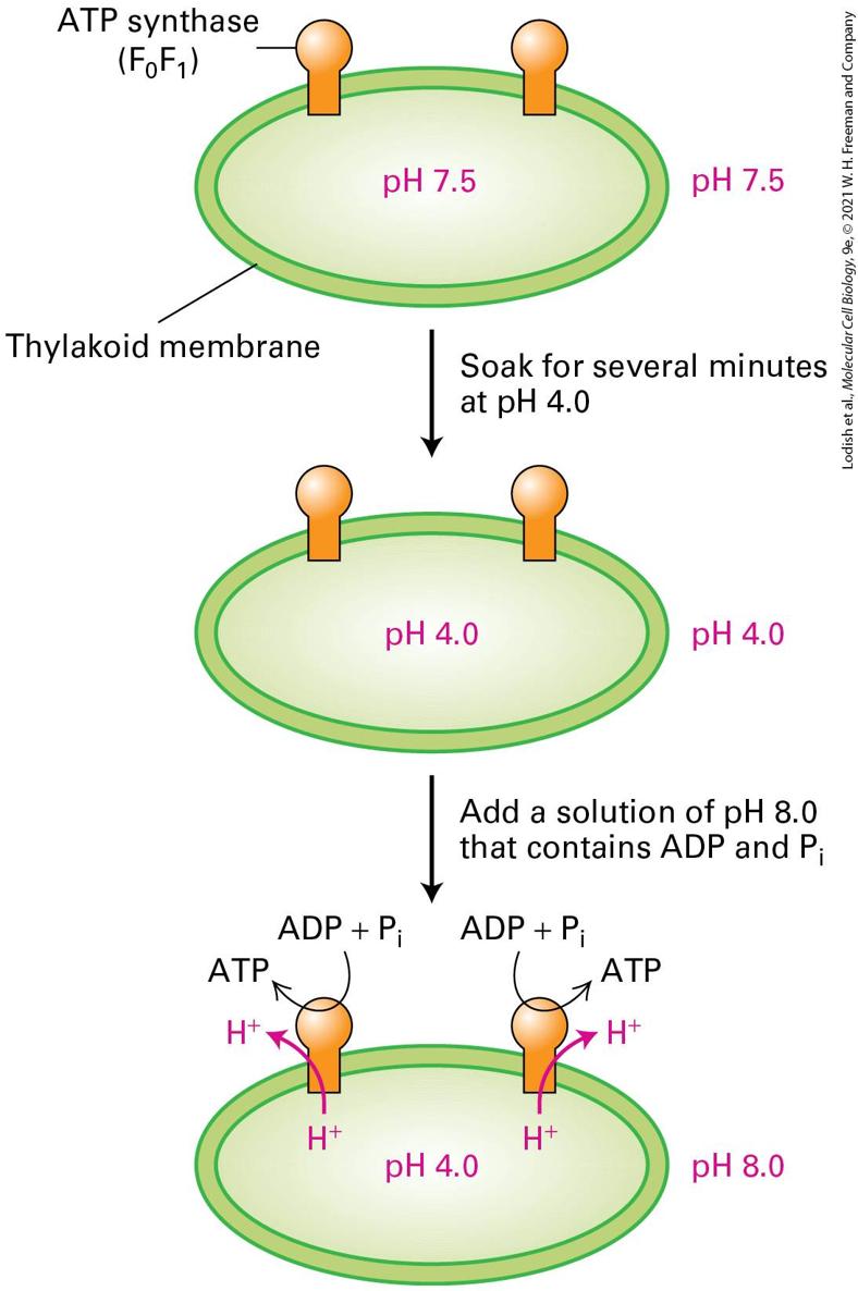 Ch 12 fig (p. 2152)