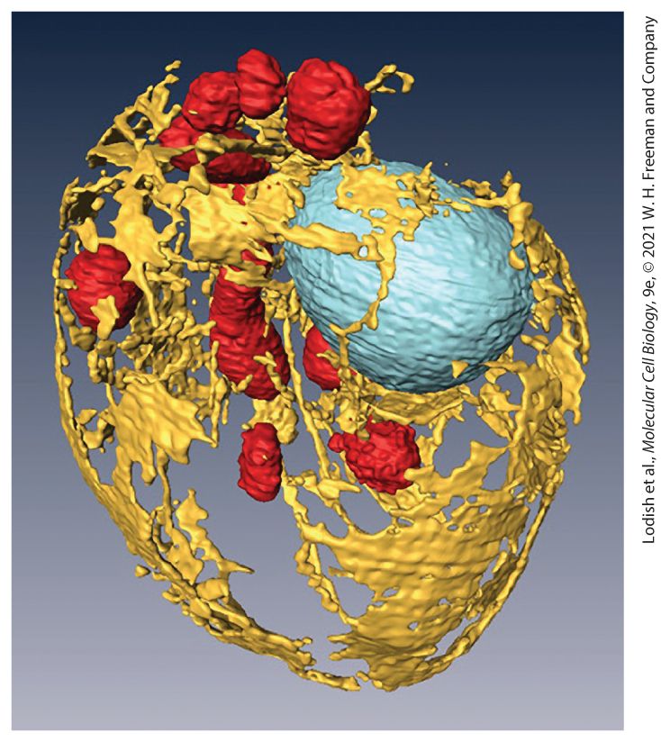 Ch 13 fig (p. 2245)