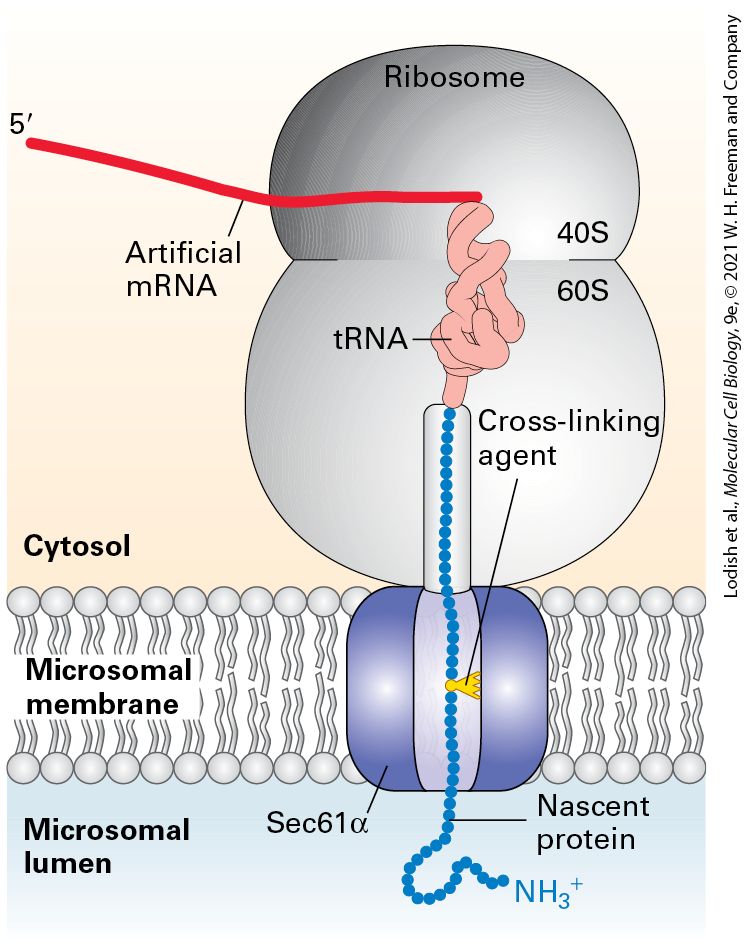 Ch 13 fig (p. 2273)