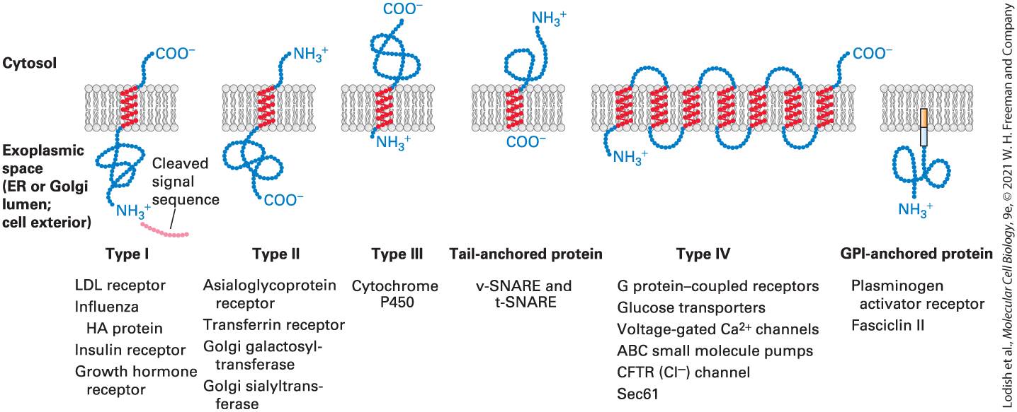 Ch 13 fig (p. 2285)