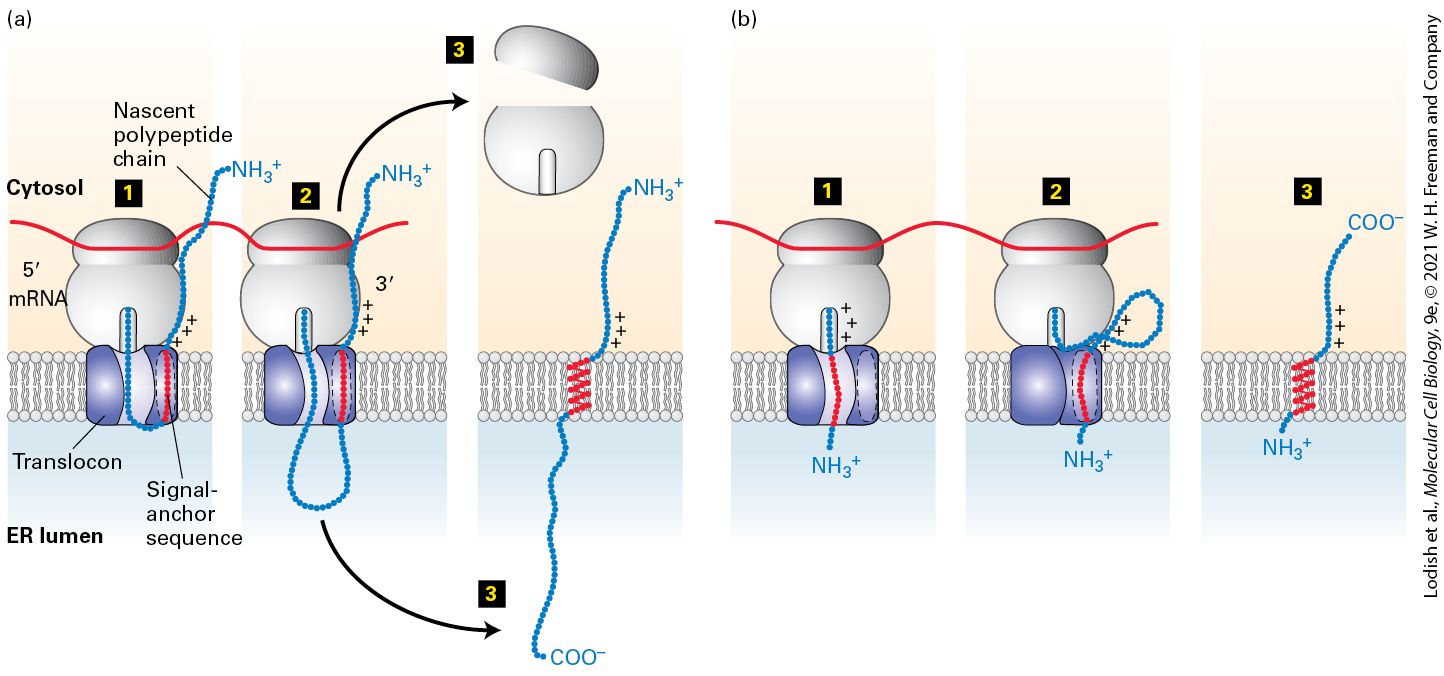 Ch 13 fig (p. 2292)