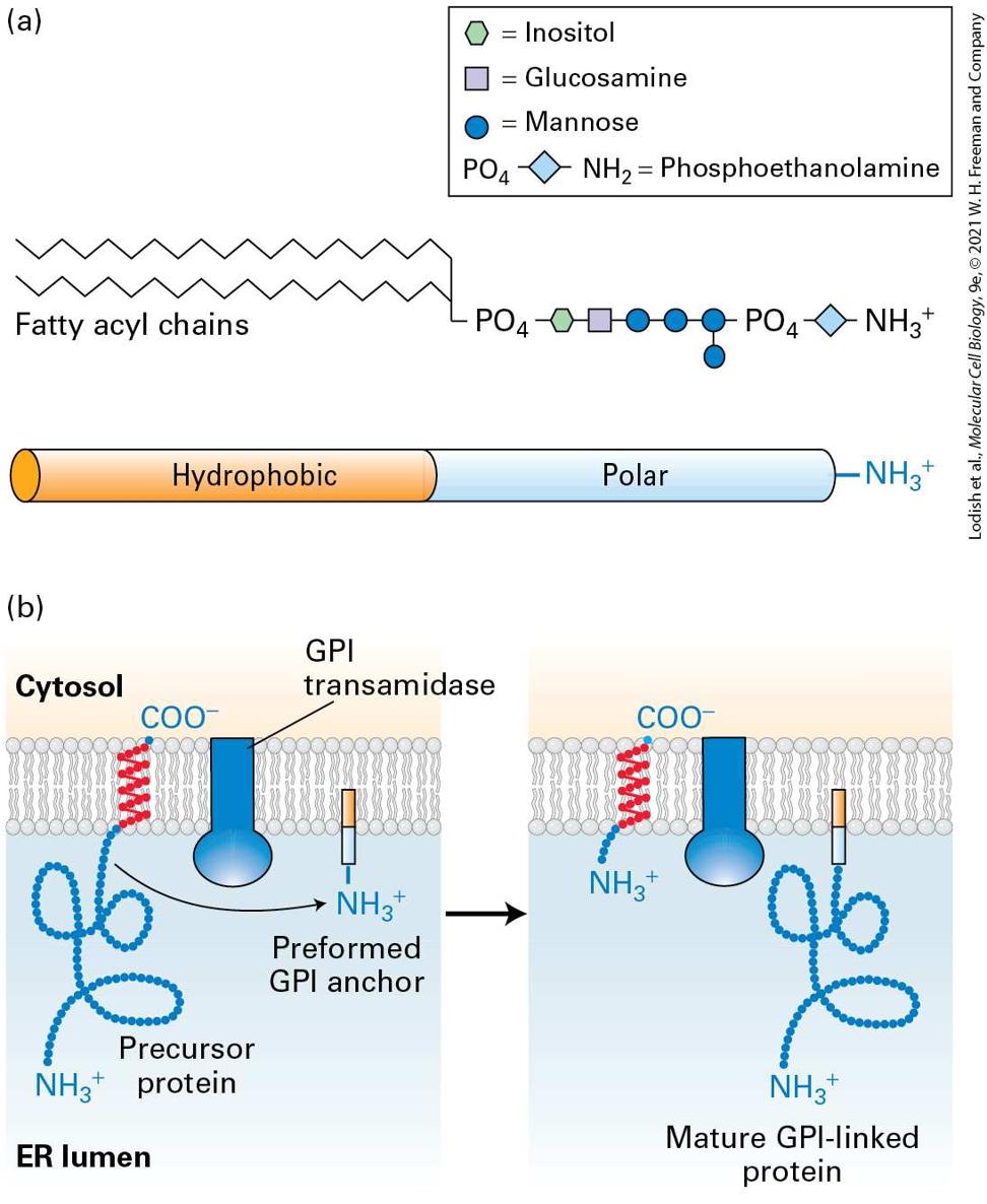 Ch 13 fig (p. 2304)