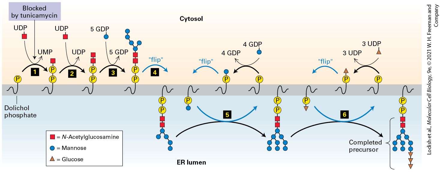 Ch 13 fig (p. 2315)