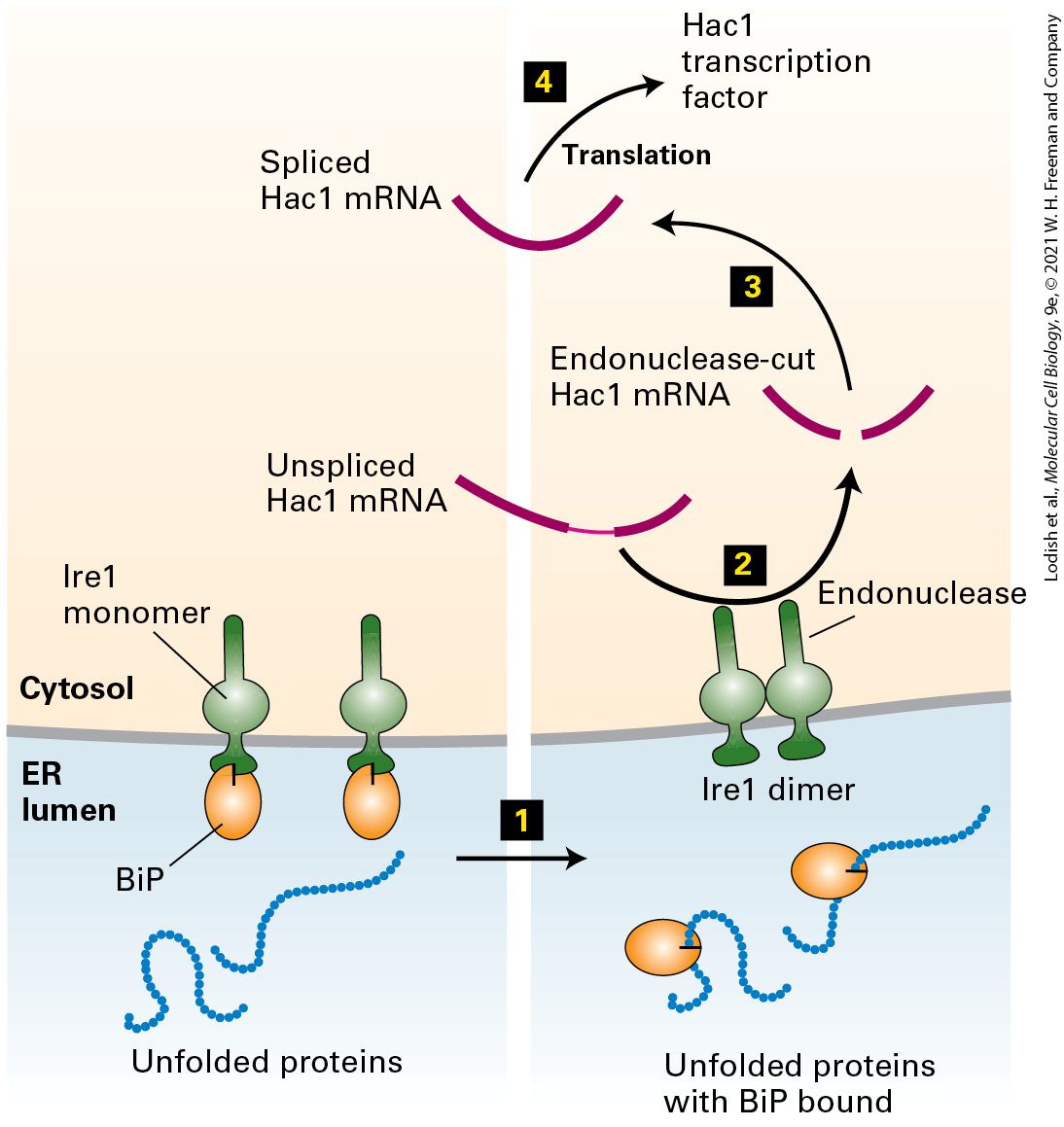 Ch 13 fig (p. 2330)