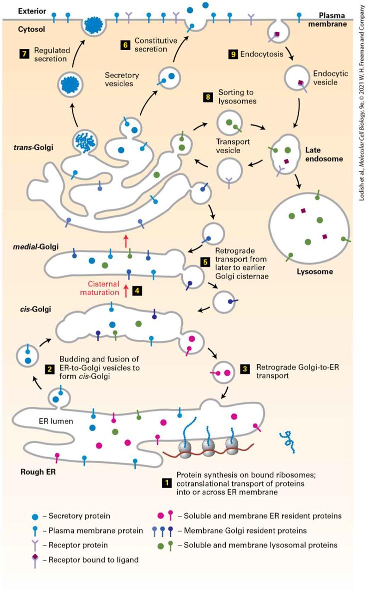 Ch 14 fig (p. 2415)
