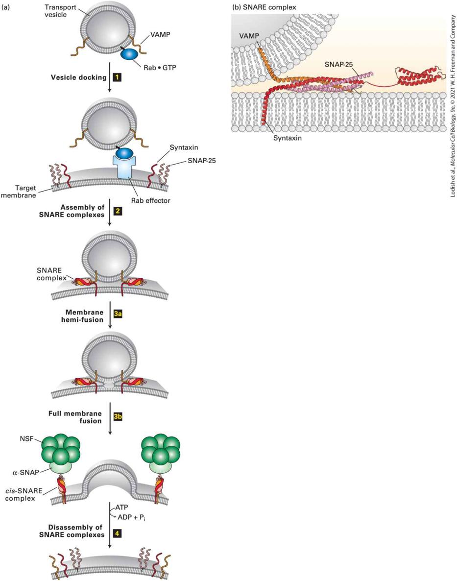 Ch 14 fig (p. 2452)