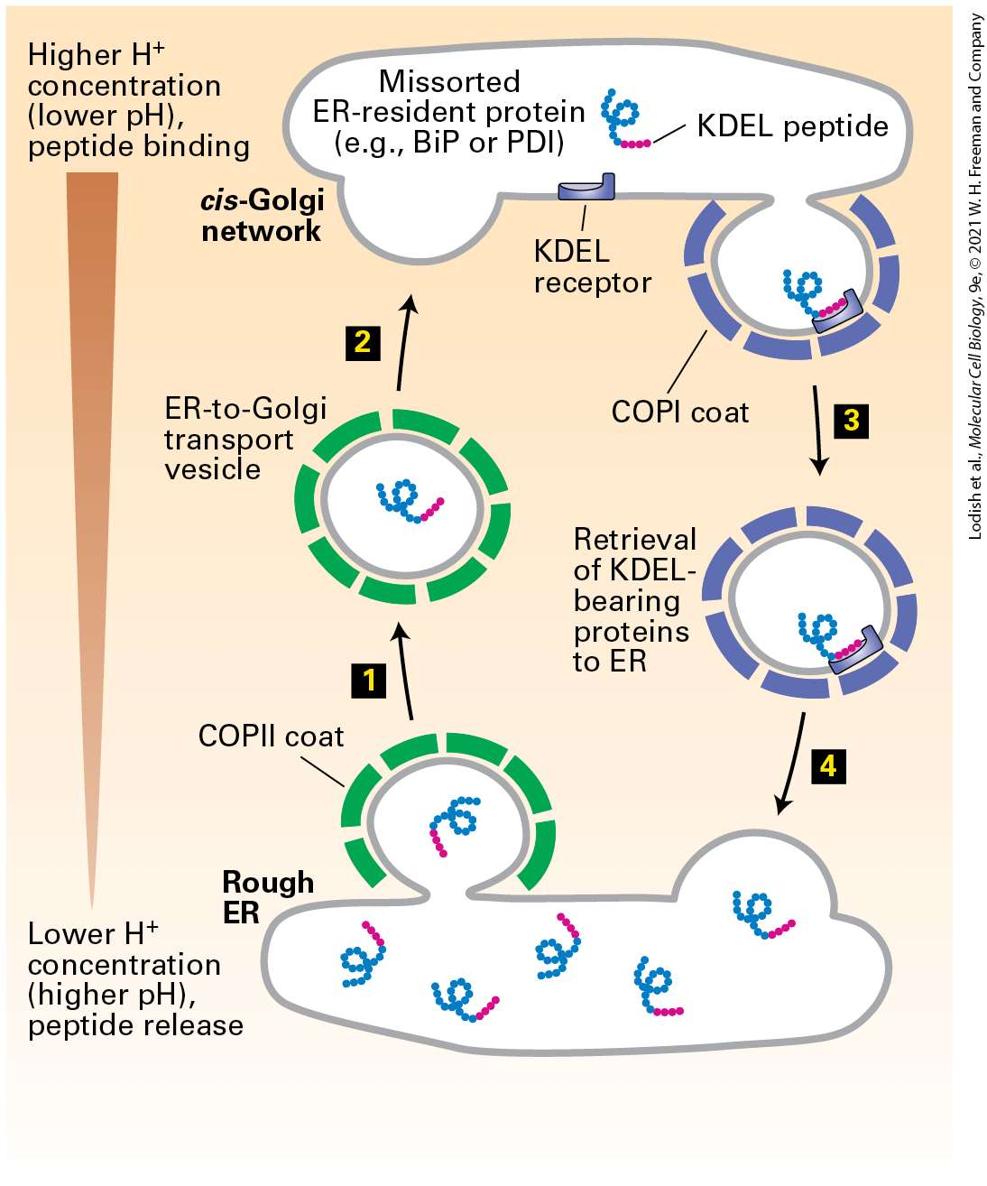 Ch 14 fig (p. 2471)