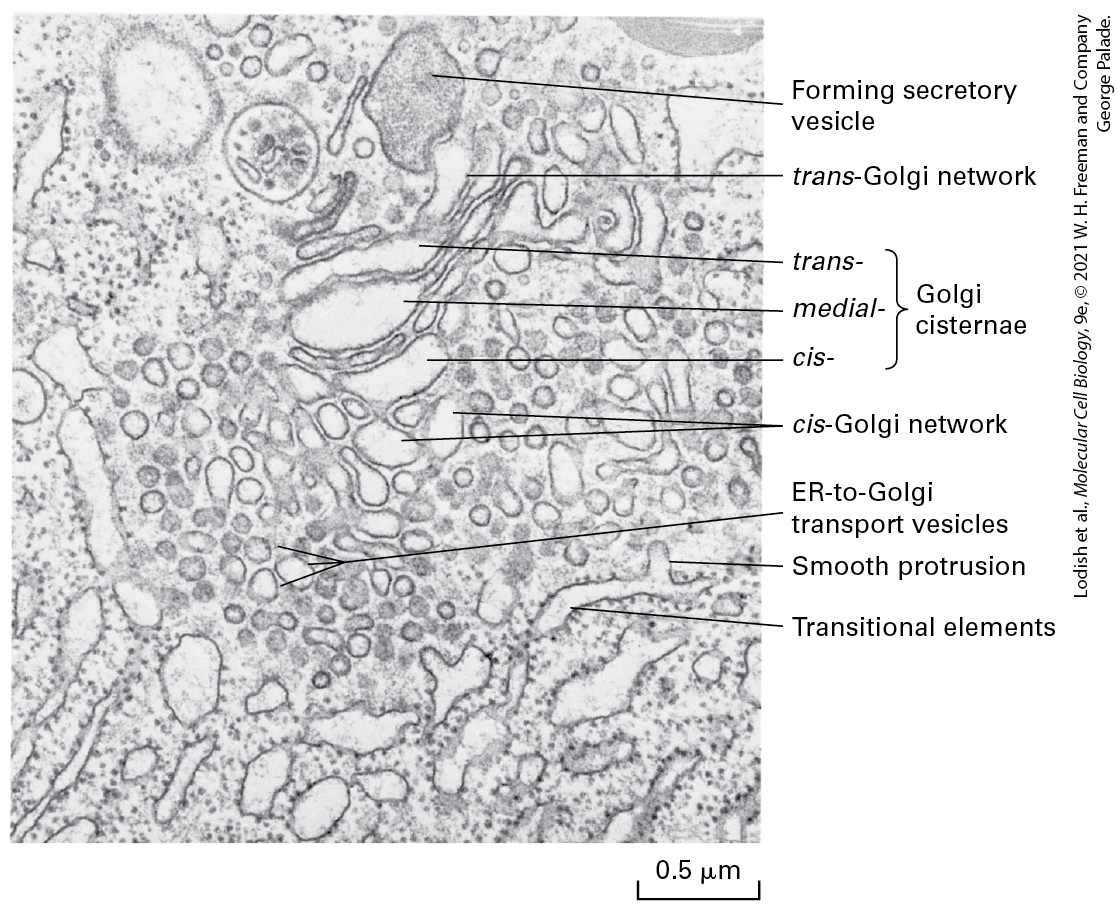 Ch 14 fig (p. 2478)